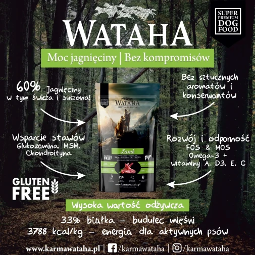jagniecina-infografika-small.webp