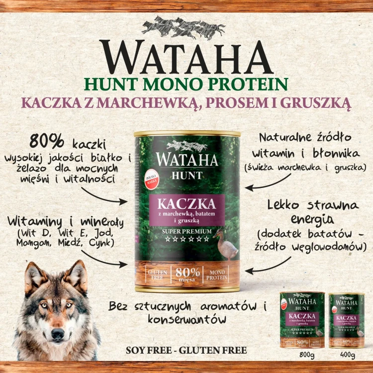 kaczka-info.webp