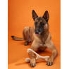 betterbone-kosc-do-gryzienia-large-hard-classic.jpg