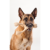 betterbone-kosc-do-gryzienia-large-medium-beef.jpg