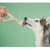 betterbone-kosc-do-gryzienia-large-soft-beef.jpg