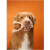 betterbone-kosc-do-gryzienia-small-hard-classic.jpg