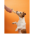 betterbone-kosc-do-gryzienia-small-hard-classic.jpg