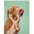 betterbone-kosc-do-gryzienia-small-medium-beef.jpg