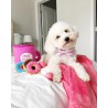zippypaws-pluszowa-norka-kawa-z-donutami-zp866.jpg