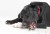 przysmaki-dla-psa-fish4dogs-sea-jerky-knots2.jpg