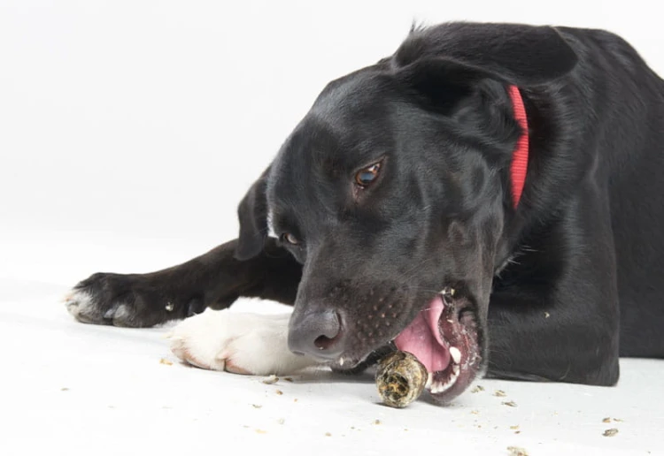 przysmaki-dla-psa-fish4dogs-sea-jerky-knots2.jpg