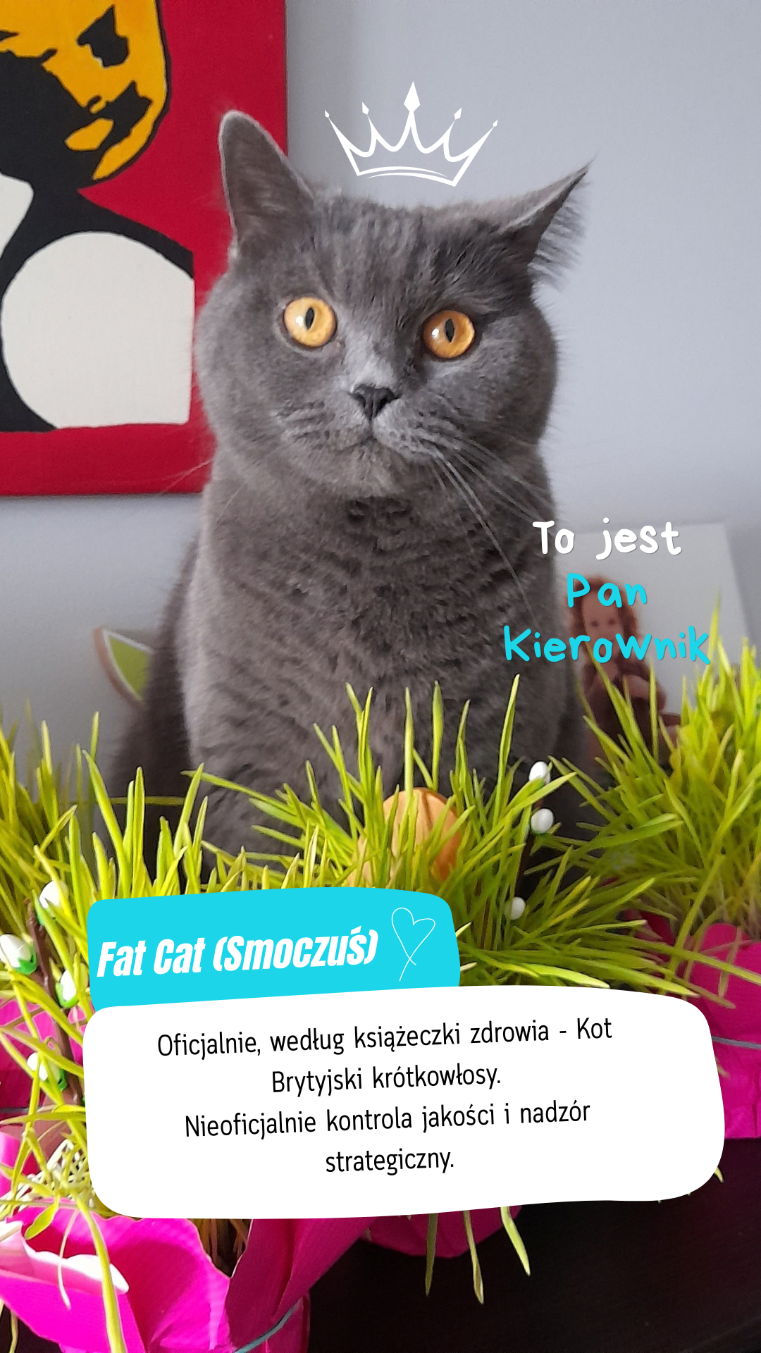 Kot właścicieli